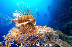Lionfish with divers on the back in Ras Umm Sid, Sharm. 
... by Erich Reboucas 